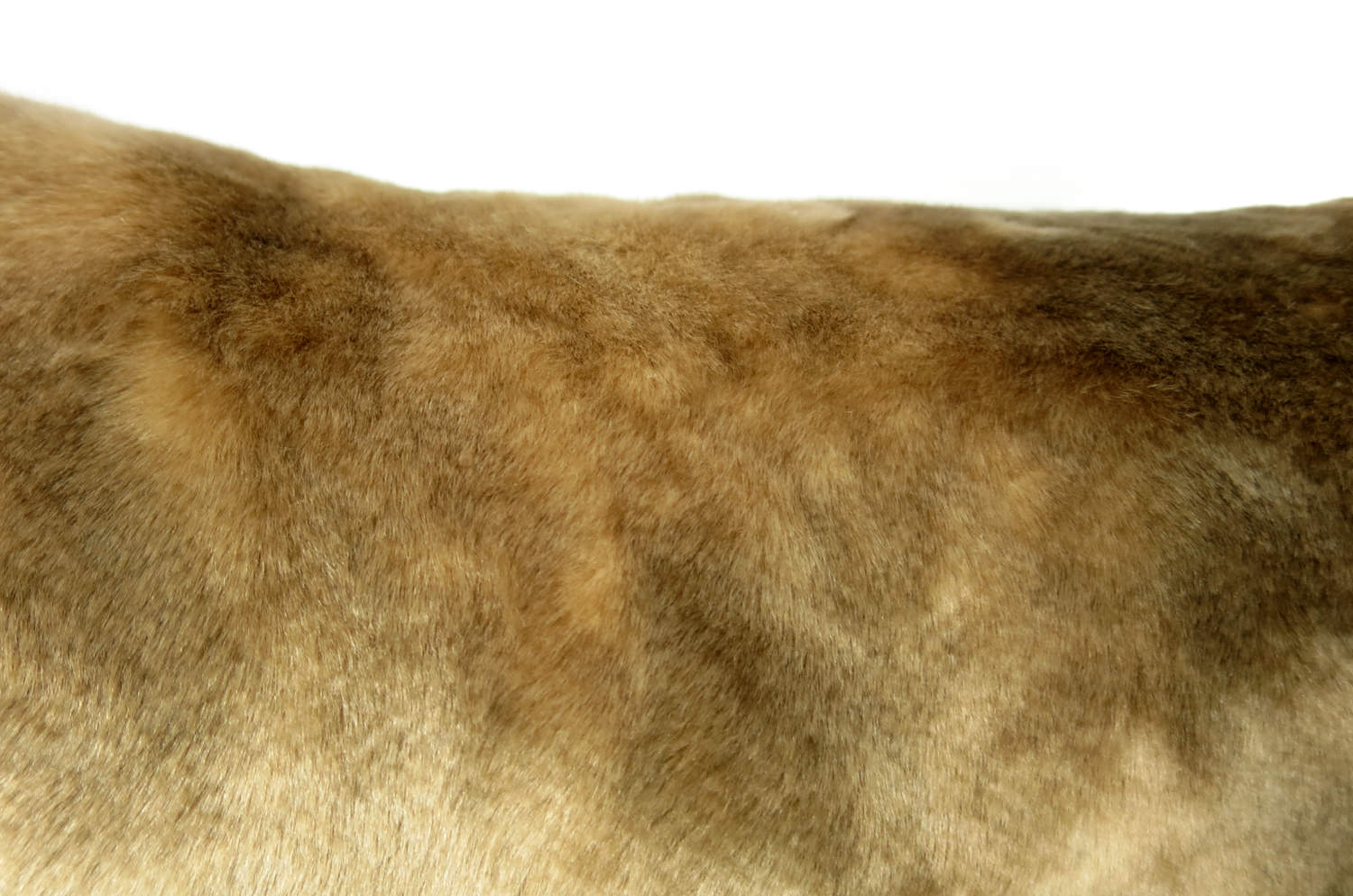 gradationfur43