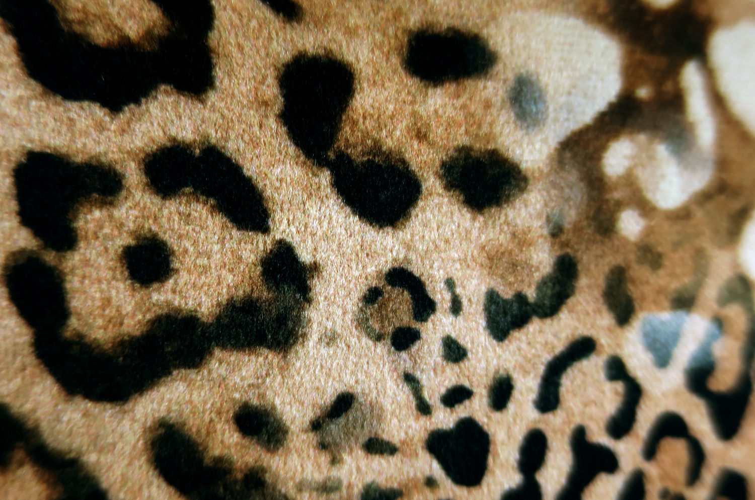 spain-leopard-50