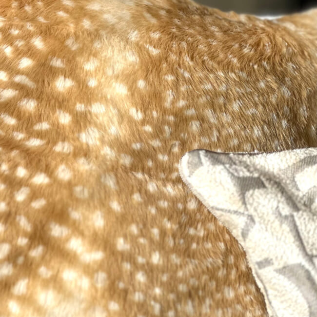 fur-bambi50