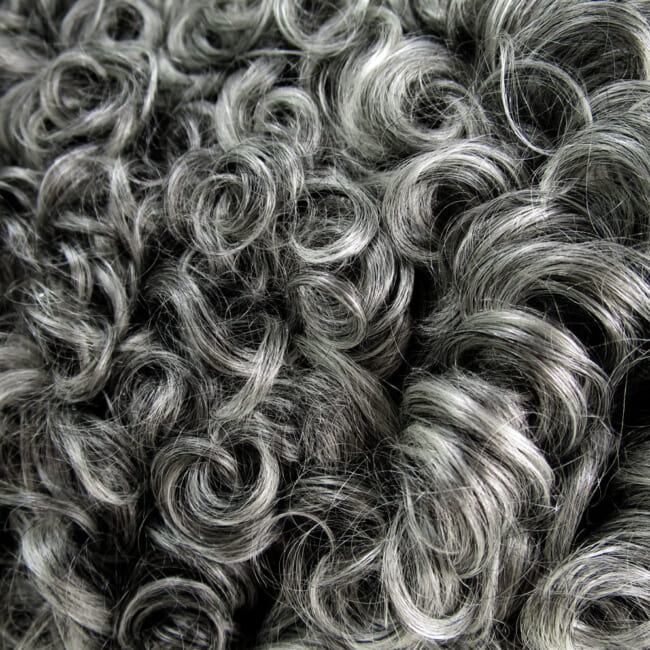 gotlandsheep-limited45a