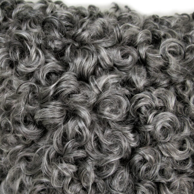 gotlandsheep-silkygray40a