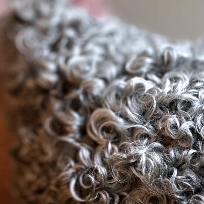 gotlandsheep-whitegray40a