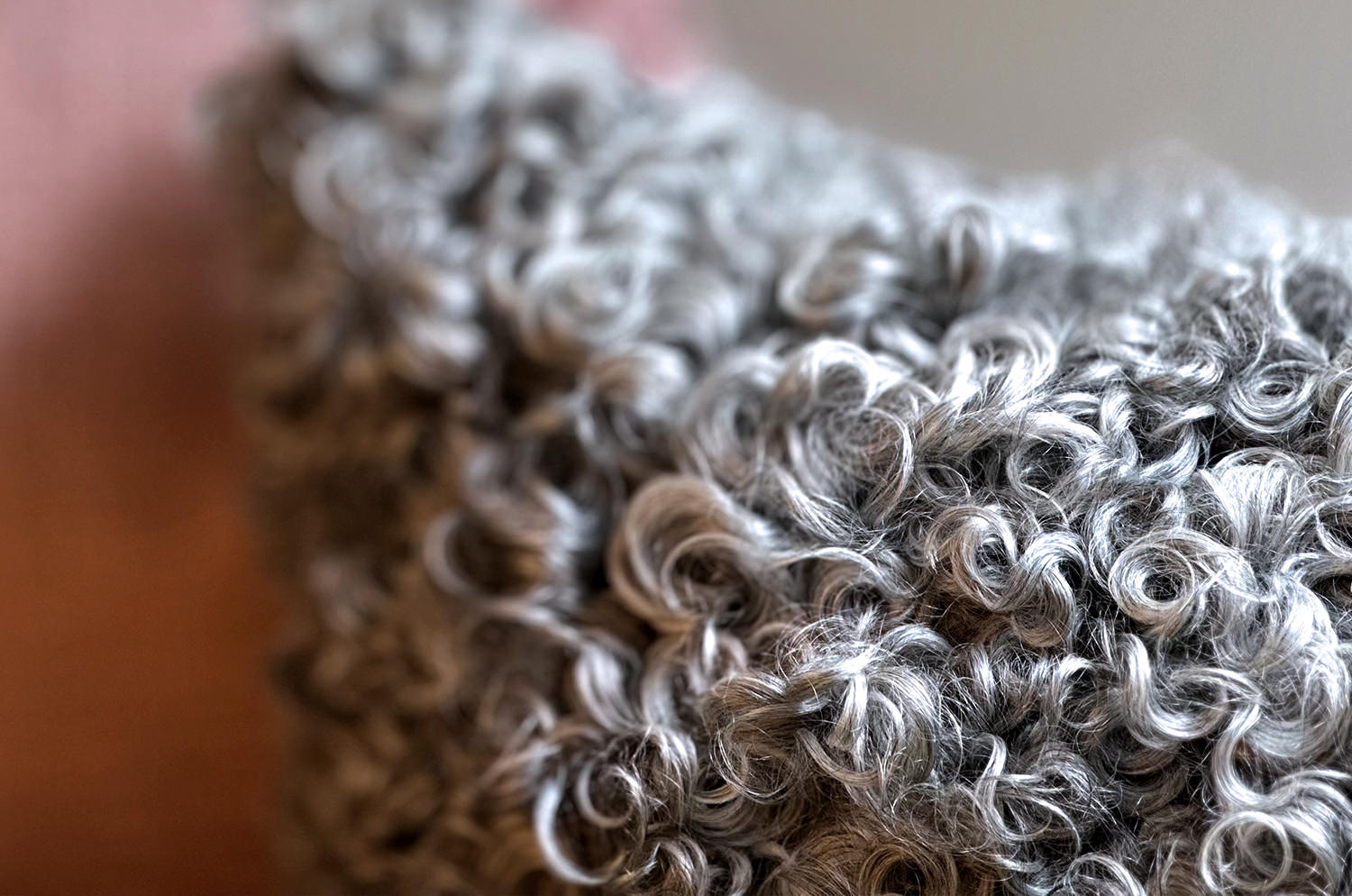 gotlandsheep-whitegray40a